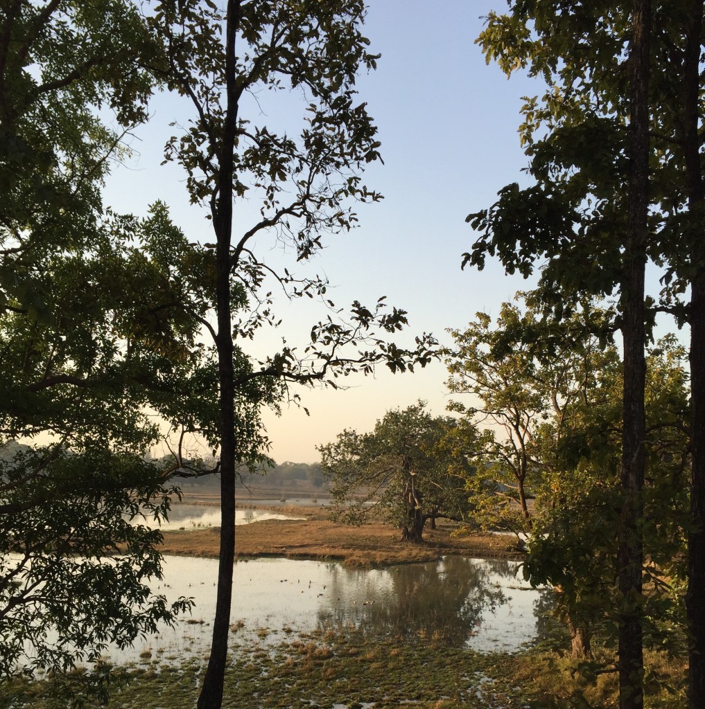 early morning in lovely Kanha National Park, home to 94 known tigers