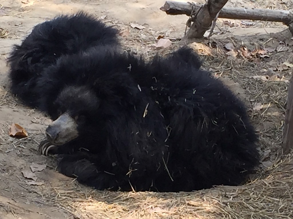 thanks to the courage and commitment of Wildlife S.O.S, all sloth bears that were used and abused as dancing bears along the road have been rescued