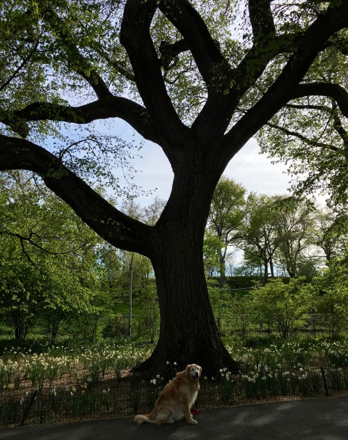 Ollie in front of one of Central Park's most venerable American Elms