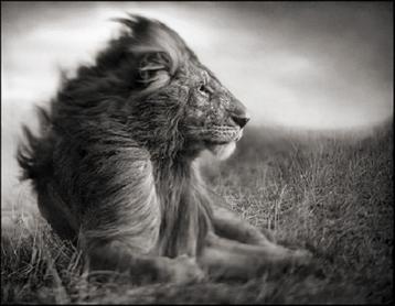 lion_before_storm_ii-_sitting_profile